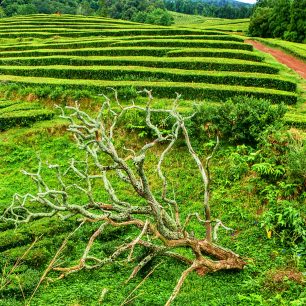 mezi čajovými plantážemi se můžeš procházet, São Miguel, Portugalsko