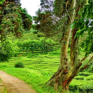 trek po čajových plantážích, São Miguel, Portugalsko