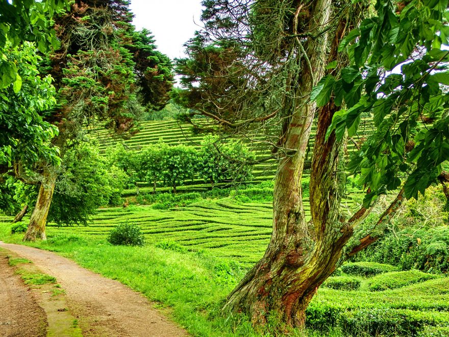 trek po čajových plantážích, São Miguel, Portugalsko