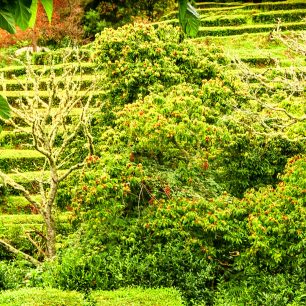 zelená v různých odstínech, São Miguel, Portugalsko