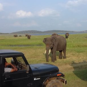 Sloní safari, Srí Lanka