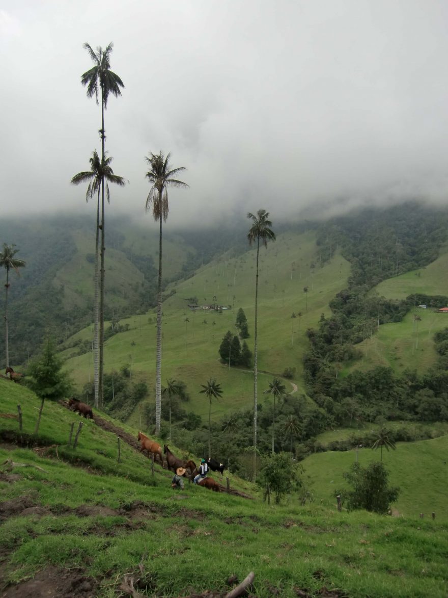 Údolí Cocora, Kolumbie