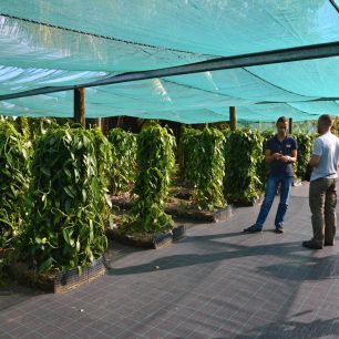 Malá plantáž vanilky na rodinné farmě Domaine du Grand Hazier, Reunion.