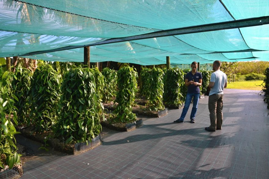 Malá plantáž vanilky na rodinné farmě Domaine du Grand Hazier, Reunion.