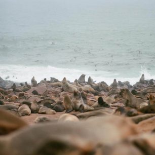 Cape cross, Namibie