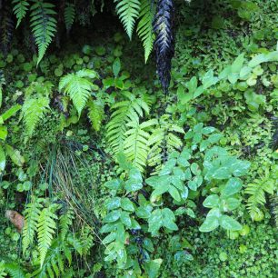 Zeleň na Levada do Caldeirao Verde, Madeira