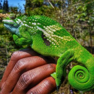 Chameleon, na první pohled nenápadné zvíře, skvěle splývající s okolní přírodou. Na druhý pohled je tak zářivě zelený, že si říkáte, jak to, že jste ho neviděli?