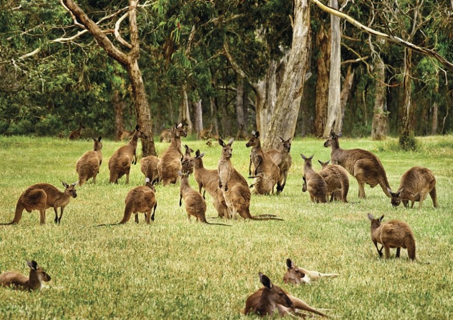 Klokaní ostrov se nachází pouhých 12 kilometrů od pobřeží Austrálie