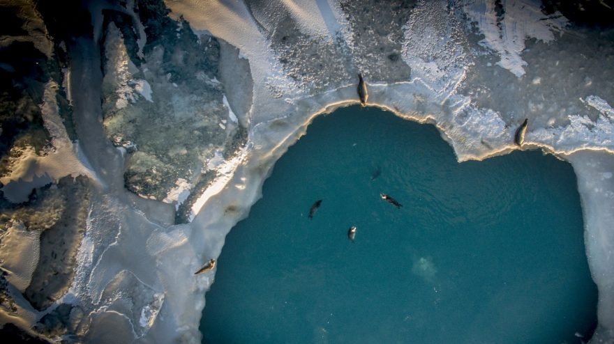 Pohledy na ledovcovou lagunu Jökulsárlón a její okolí.